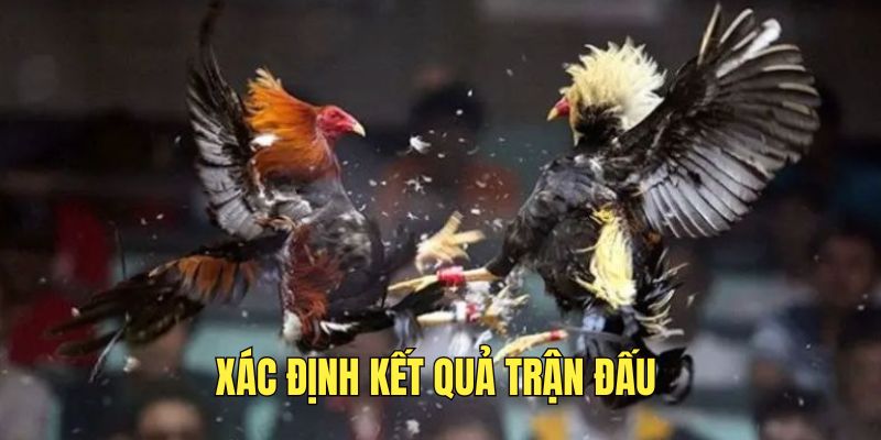 Đá Gà Cựa Dao - Trải Nghiệm Các Trận Đấu Đỉnh Cao Tại MM99 2 cach-xac-dinh-ket-qua-tran-dau-da-ga-cua-dao