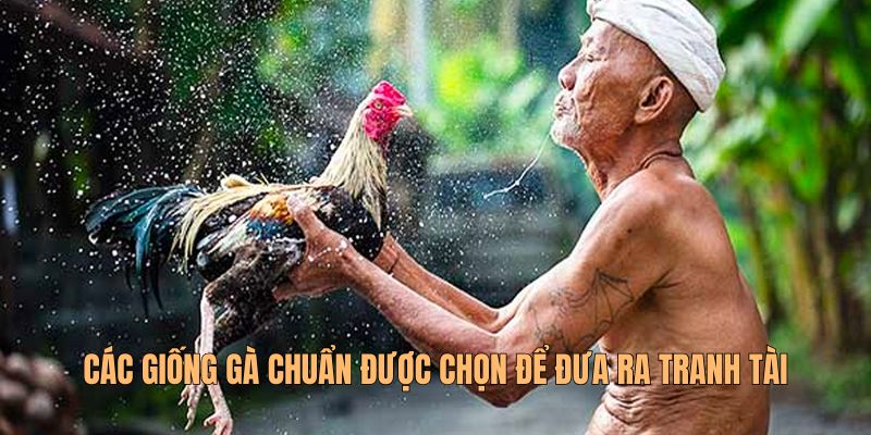 Các giống gà chuẩn được chọn để đưa ra tranh tài