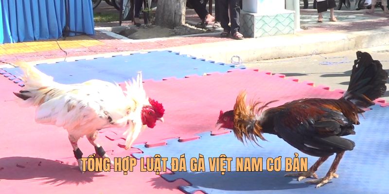 Đá Gà Việt Nam Với Luật Chơi Và Cách Trải Nghiệm Hiện Đại 2 Tổng hợp luật đá gà Việt Nam cơ bản