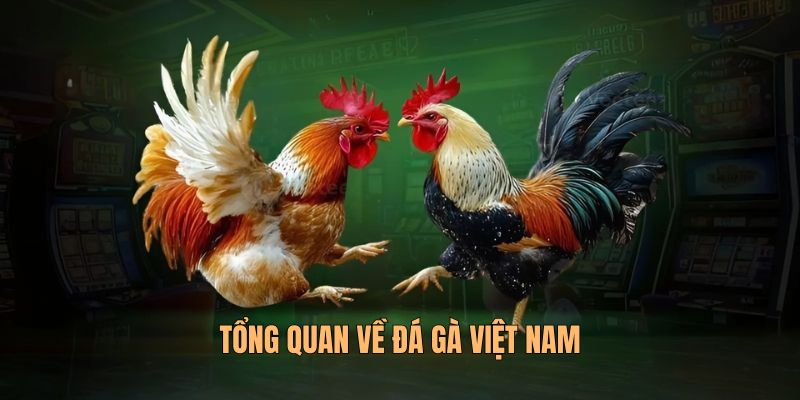 Đá Gà Việt Nam Với Luật Chơi Và Cách Trải Nghiệm Hiện Đại 1 Tổng quan về đá gà Việt Nam