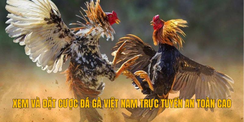 Đá Gà Việt Nam Với Luật Chơi Và Cách Trải Nghiệm Hiện Đại 4 Xem và đặt cược đá gà Việt Nam trực tuyến an toàn cao