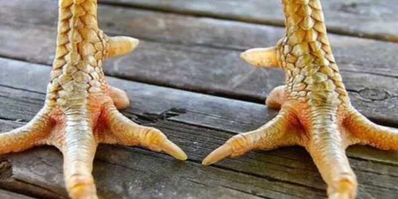 Vảy Gà Chọi Thần Kê - Cách Nhận Diện Ngoại Hình Chuẩn Xác 1 vay-ga-choi-than-ke-tim-hieu